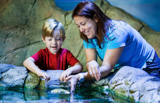 Kind ontdekt zeedieren samen met begeleider Kind ontdekt zeedieren samen met begeleider
